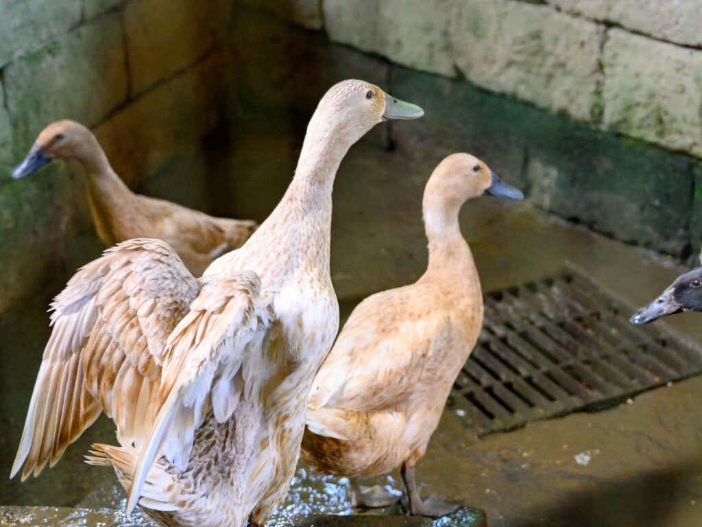 羽を広げるアヒル