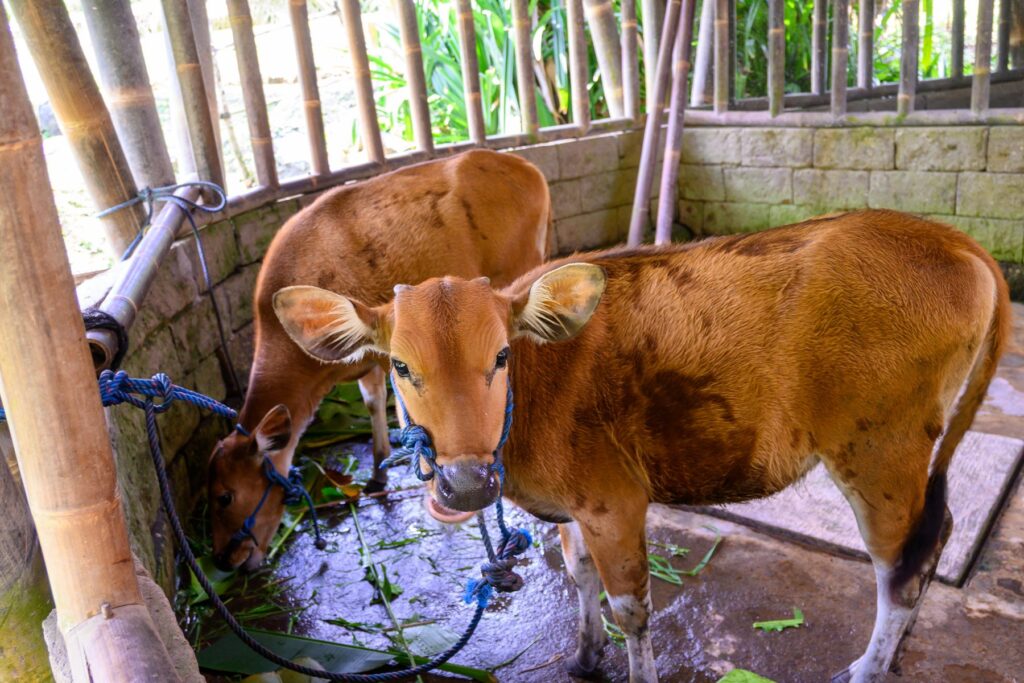 家畜小屋にいる子牛のマンダとダパ