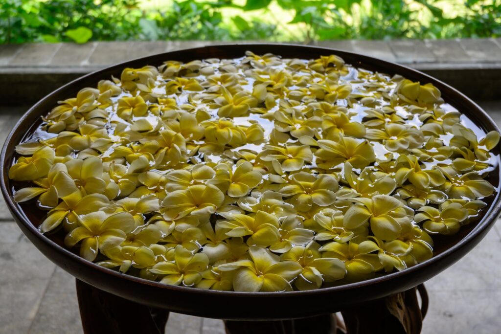 水盤に浮かべられたプルメリアの花