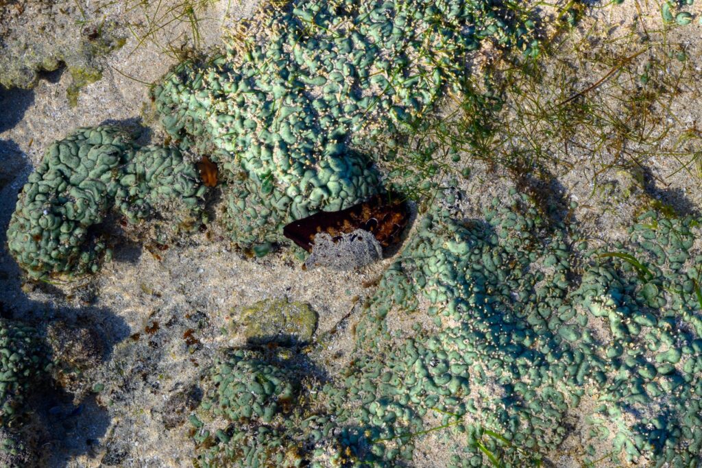 岩場に張り付く海の生き物